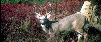 deertop.jpg (24032 bytes)